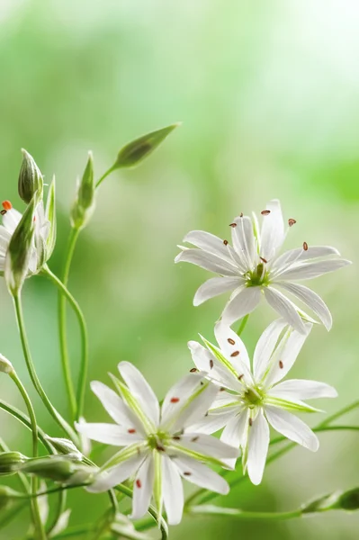 字段的春天的花朵 — 图库照片