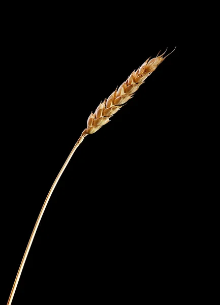 Épis de blé — Photo