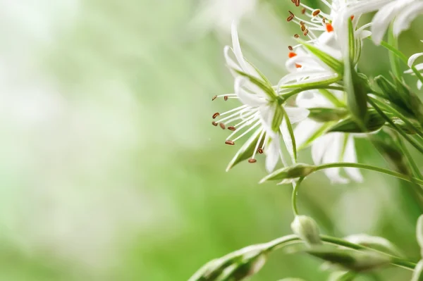 Primavera campo flores — Foto de Stock