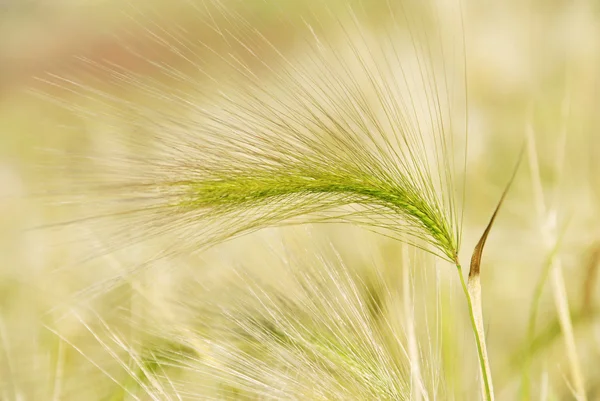 Hierba de plumas — Foto de Stock