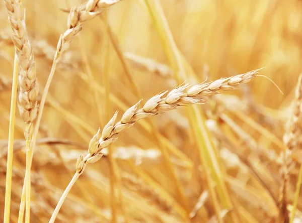 Hintergrund Weizen — Stockfoto