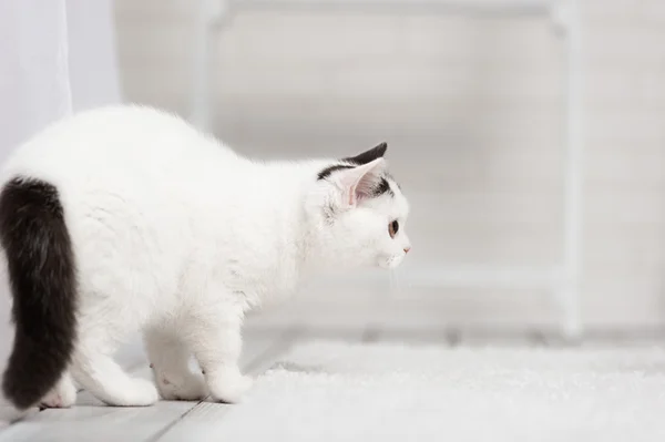 Fläckig vit kattunge — Stockfoto