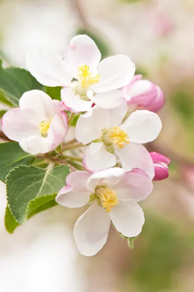 Blossoming apple-tree — Stock Photo, Image