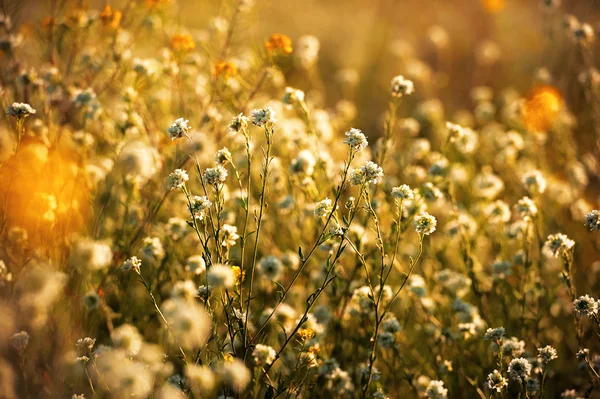 Campo de hierba en soleado día de verano — Foto de Stock