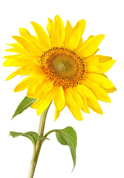 Sunflower — Stock Photo, Image