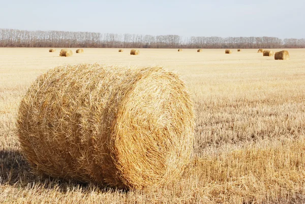 Oblique field — Stock Photo, Image