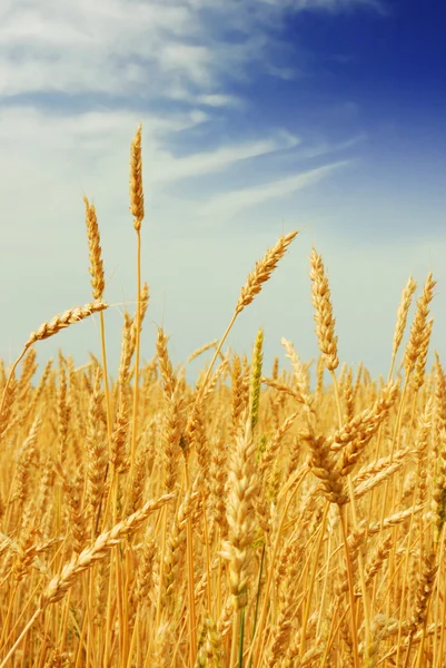 Wheat field — Stock Photo, Image