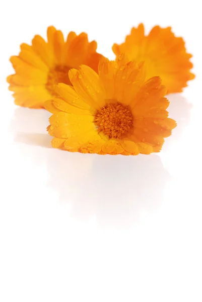 Calendula çiçekler — Stok fotoğraf