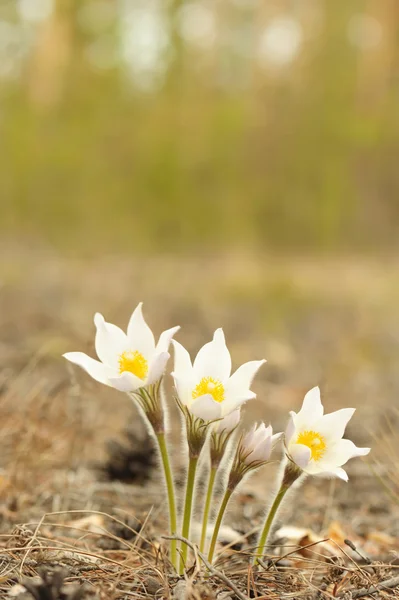 Snowdrops on open air — Stock Photo, Image