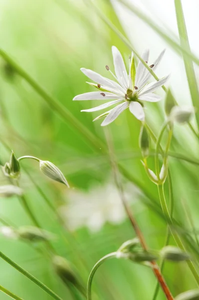 春天字段的花朵 — 图库照片