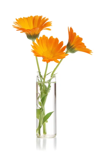 Calendula çiçekler — Stok fotoğraf