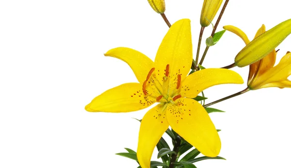 Żółte Lilie — Zdjęcie stockowe