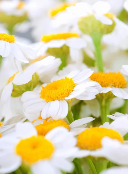 White camomiles — Stock Photo, Image