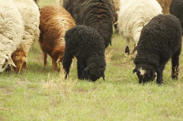Вівці їдять траву — стокове фото