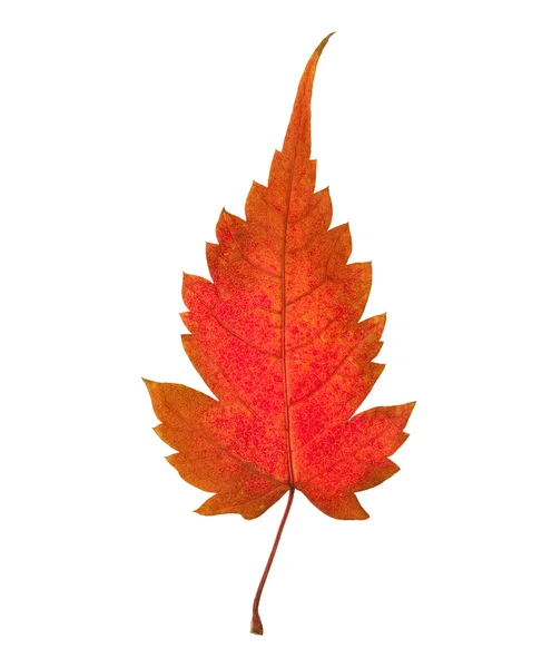 Autumn maple leaf — Stock Photo, Image