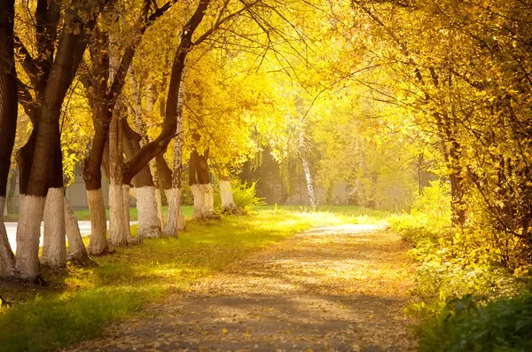 Autumn alley — Stok fotoğraf