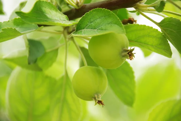 Branch apple-tree — Stock Photo, Image