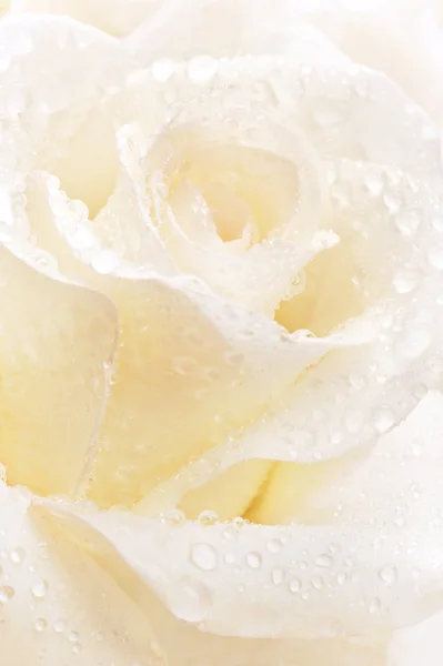 White rose — Stock Photo, Image