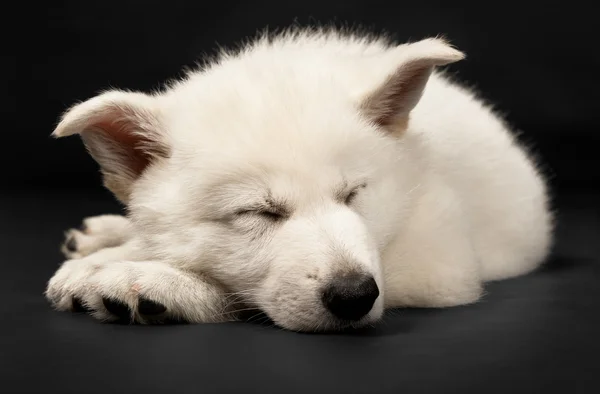 Puppy van de witte schapen-hond — Stockfoto