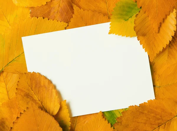 Framework from autumn leaves — Stock Photo, Image