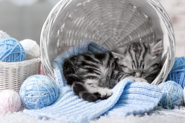 Kitten in basket — Stock Photo, Image