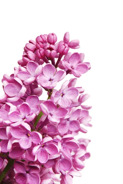 Fioletowy kwiat bzu — Zdjęcie stockowe