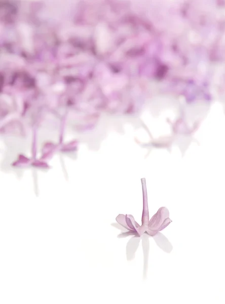 Fiori lilla — Foto Stock