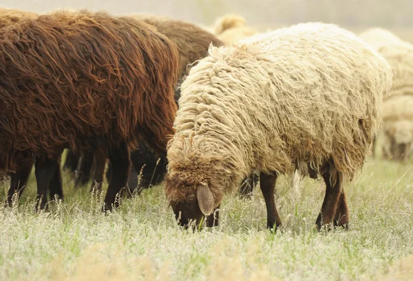 Koyunları bir ot yemek — Stok fotoğraf