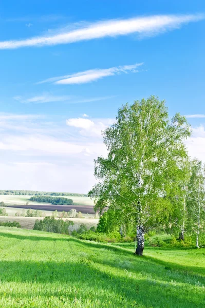 Groen veld met bomen — Stockfoto