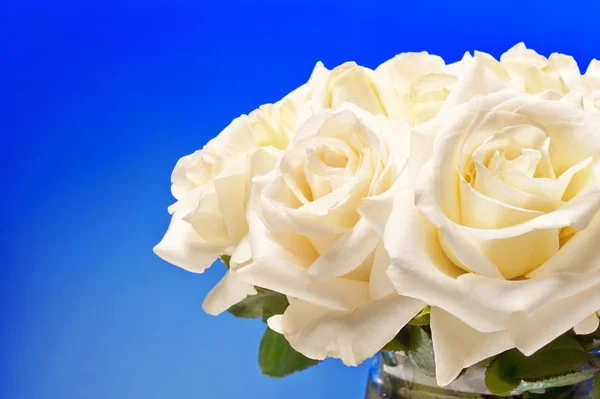 Bouquet of white roses — Stock Photo, Image