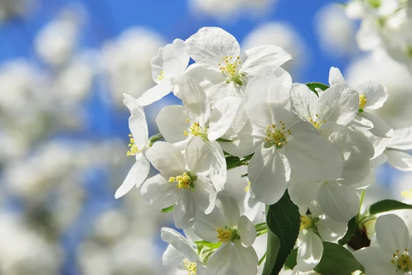 Branch blossoming apple-tree — Stock Photo, Image