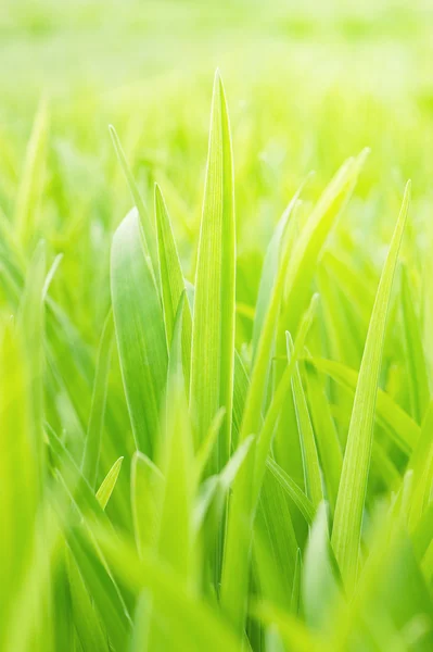 Young green grass — Stock Photo, Image