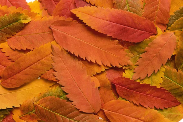 Herbstblätter — Stockfoto