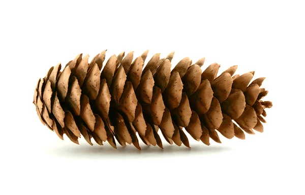 Pine cone — Stock Photo, Image