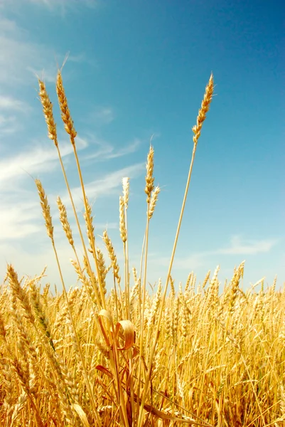 Câmp de grâu — Fotografie, imagine de stoc