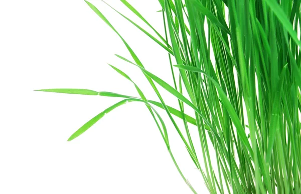 Young green grass — Stock Photo, Image