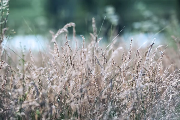 Field grass — Stock Photo, Image