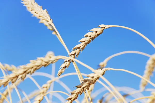 Buğday kulaklar — Stok fotoğraf