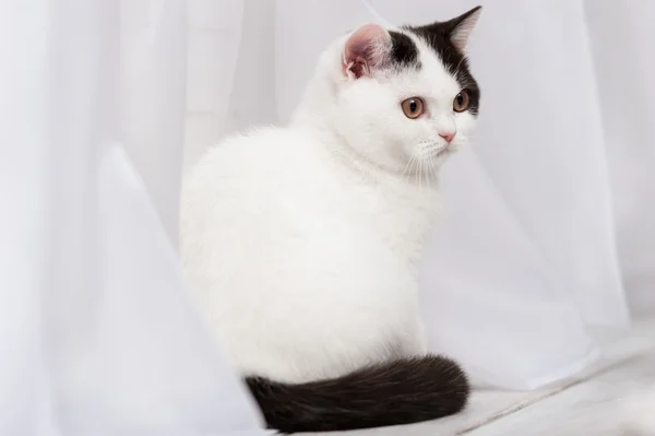 Manchado blanco gatito — Foto de Stock