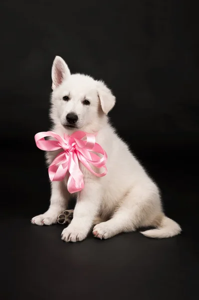 Cucciolo del cane da pastore bianco — Foto Stock