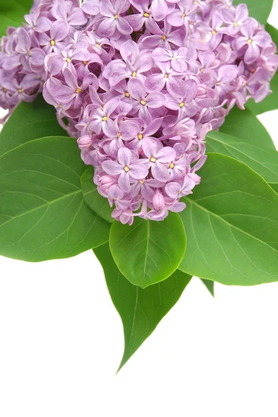 Flower of a lilac — Stock Photo, Image