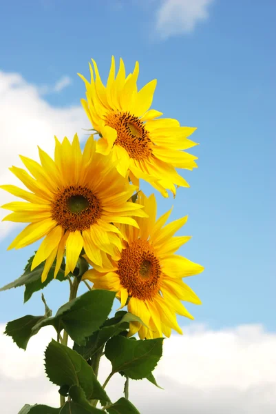 Solsikke ved solskinnsdag – stockfoto