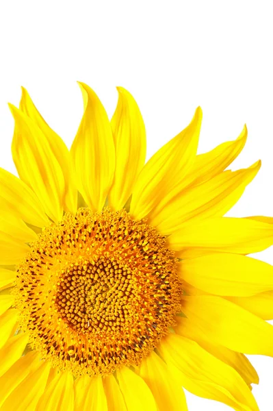 Girasole — Foto Stock