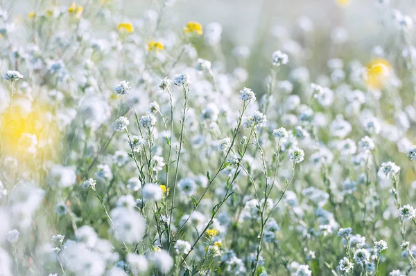 Campo de hierba en soleado día de verano — Foto de Stock