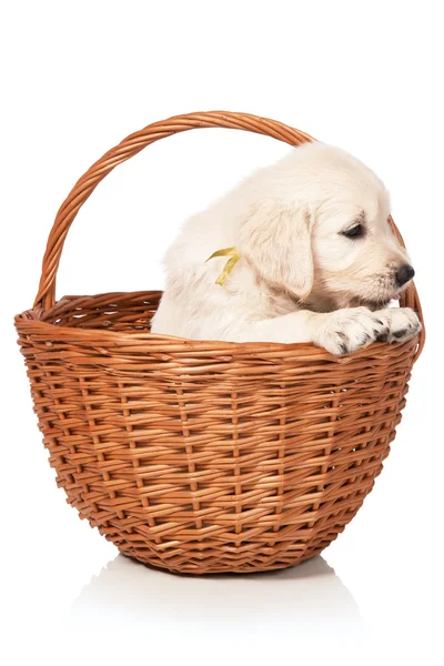 在篮子里的小狗 — 图库照片