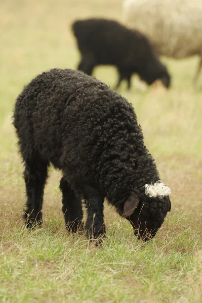 Sheeps in a meadow — Stock Photo, Image