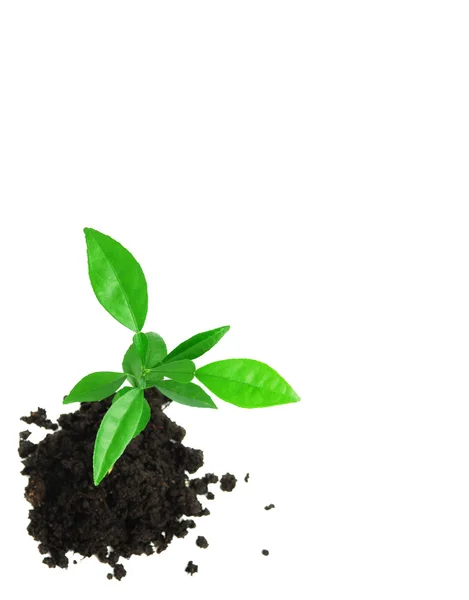 Green plant — Stock Photo, Image