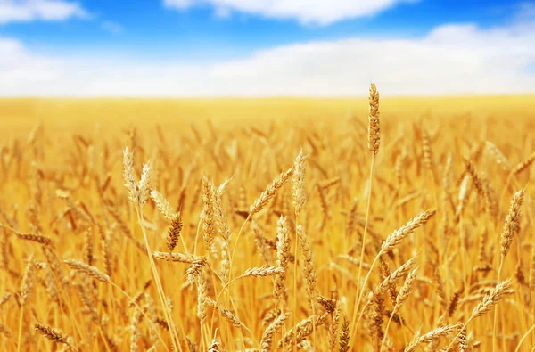 Wheat field — Stock Photo, Image