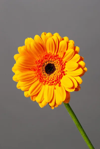 Gerbera çiçek — Stok fotoğraf