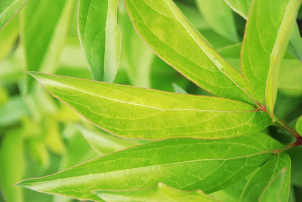 Green leaves — Stock Photo, Image